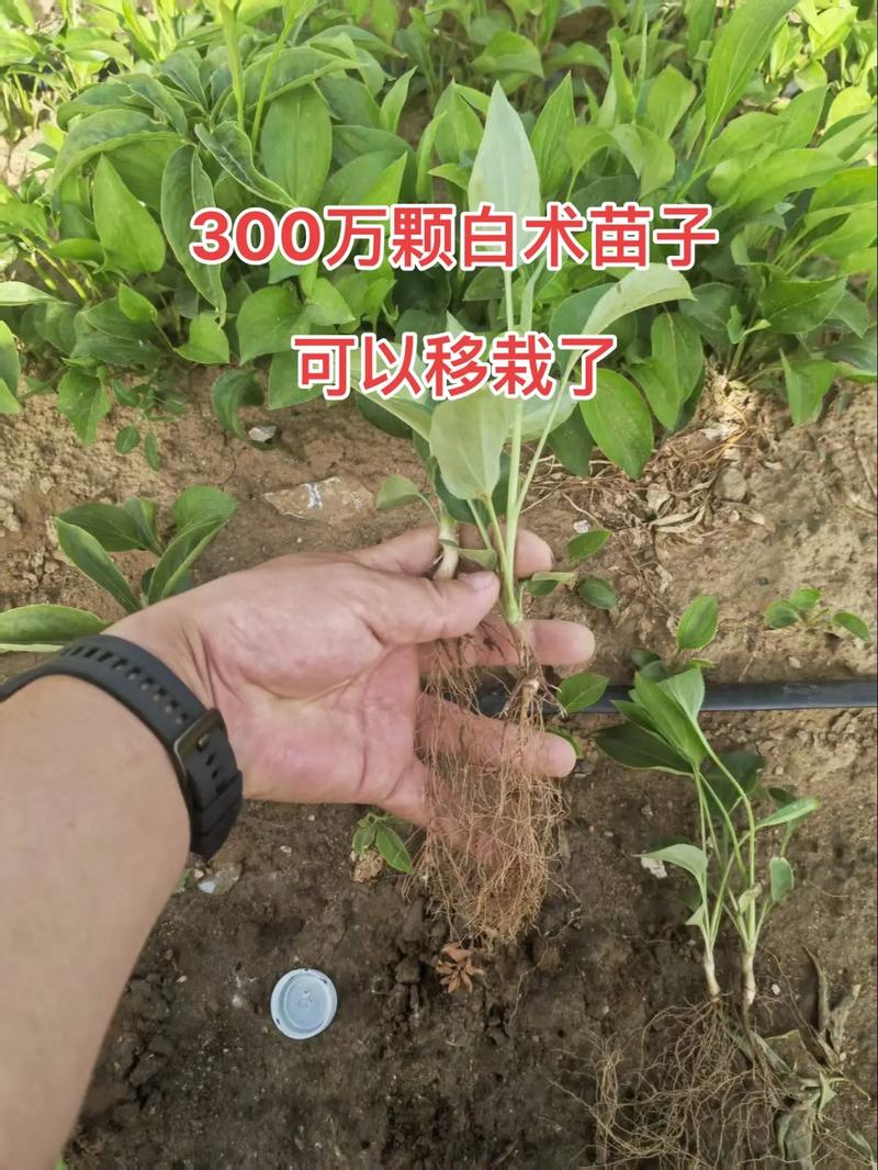 The technique of cultivation of chinese white art