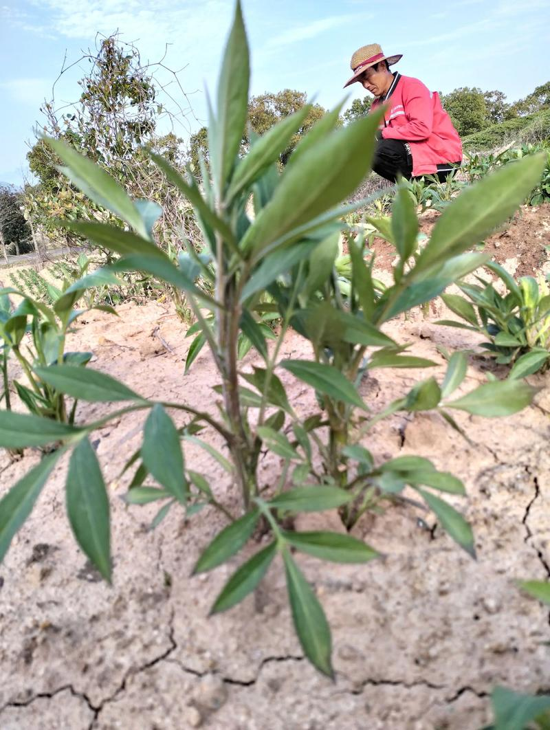 The technique of cultivation of chinese white art