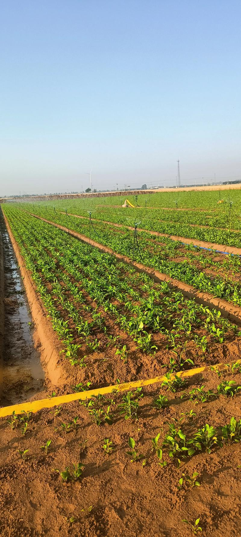 The technique of cultivation of chinese white art