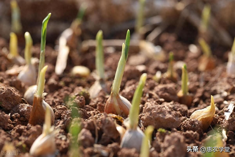 Family garlic farming techniques