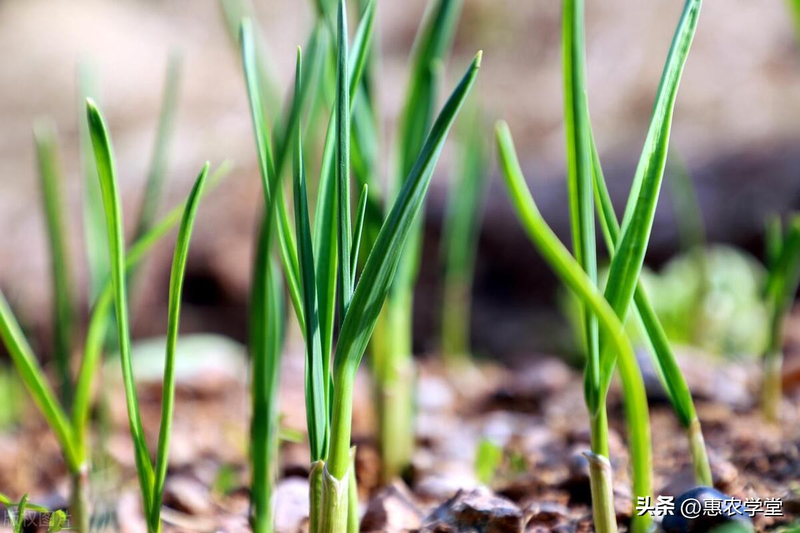 Family garlic farming techniques