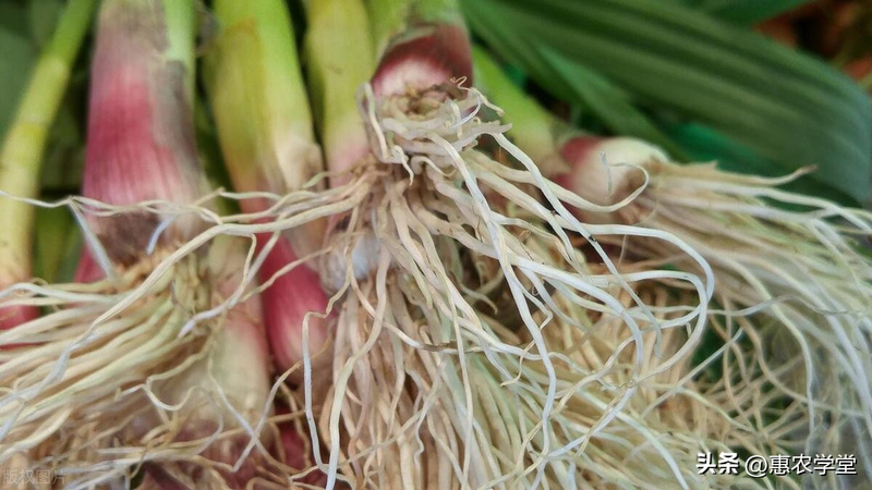Family garlic farming techniques