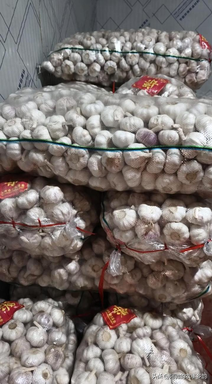 Family garlic farming techniques