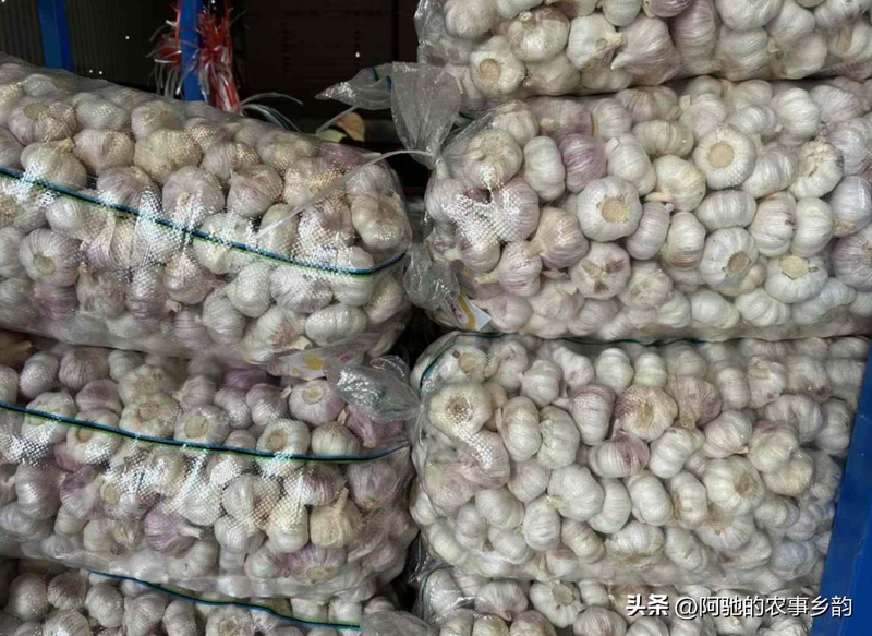 Family garlic farming techniques