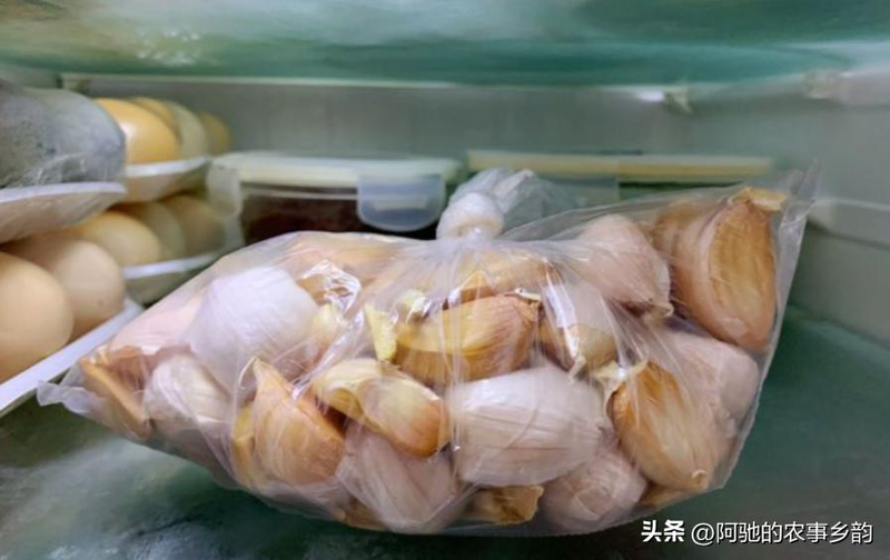 Family garlic farming techniques