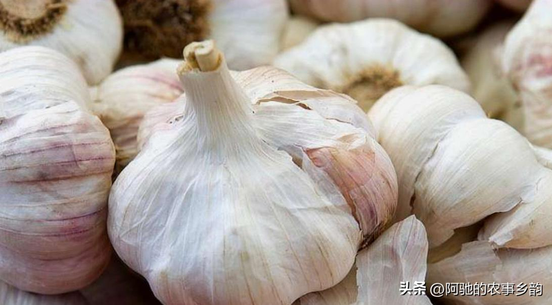 Family garlic farming techniques