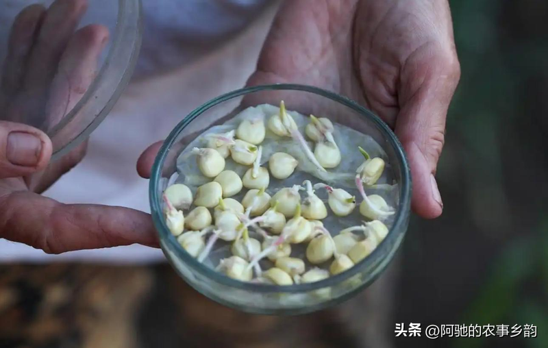 Family garlic farming techniques