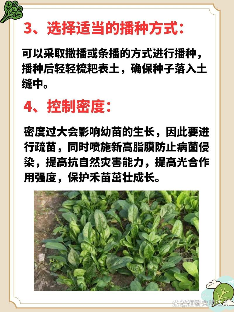 A video of spinach growing technology