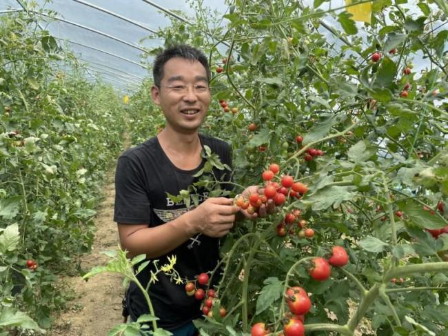 秋延番茄大棚种植技术