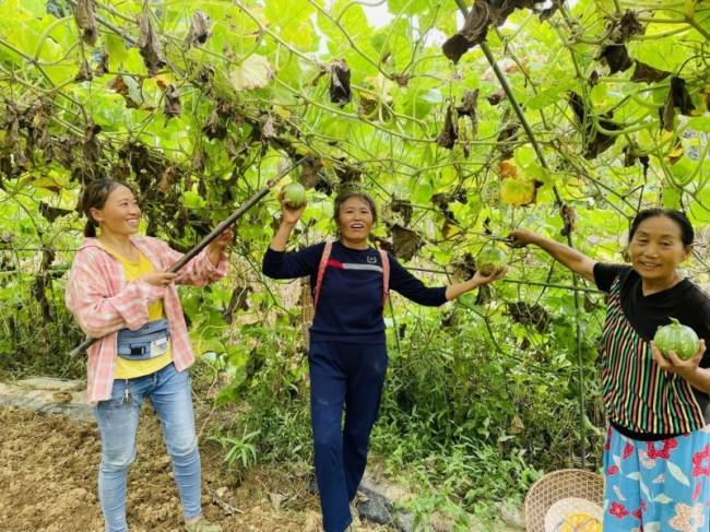 秋延番茄大棚种植技术