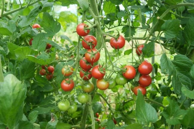 秋延番茄大棚种植技术