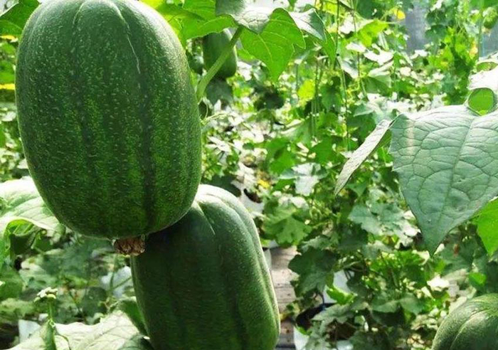 这种苹果丝瓜你见过吗？不仅好吃，亩产效益还很好