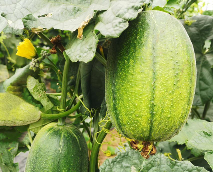 肉丝瓜种子的种植方法