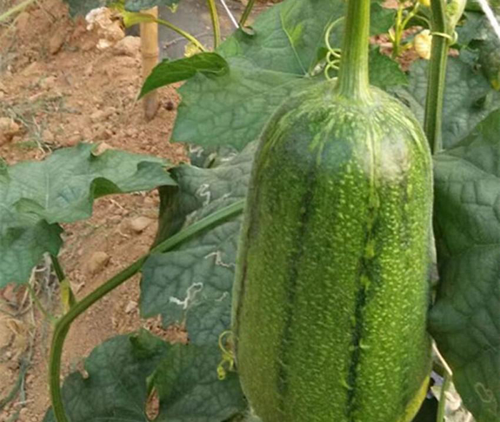 肉丝瓜种子的种植方法