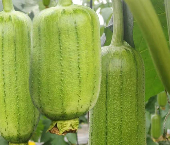肉丝瓜种子的种植方法