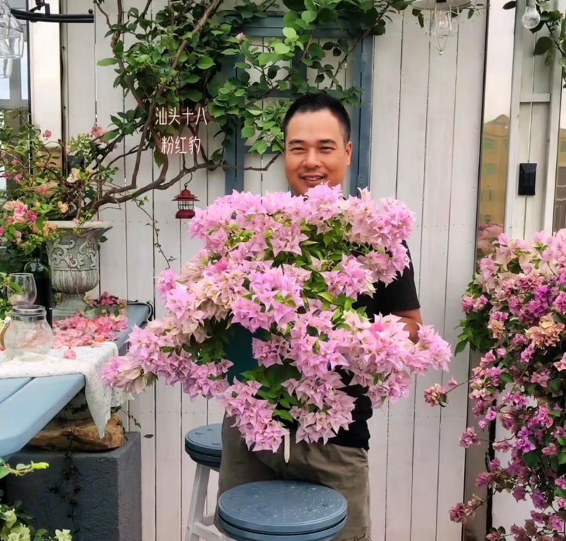 Plants suitable for roof cultivation