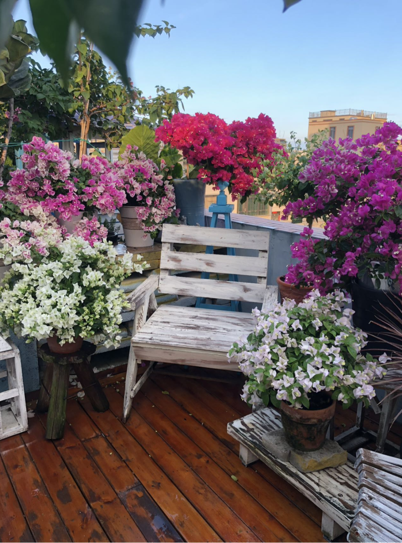 Plants suitable for roof cultivation