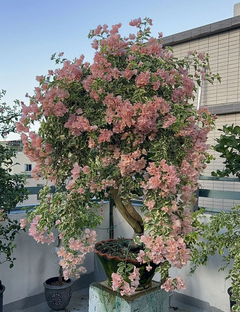 Plants suitable for roof cultivation