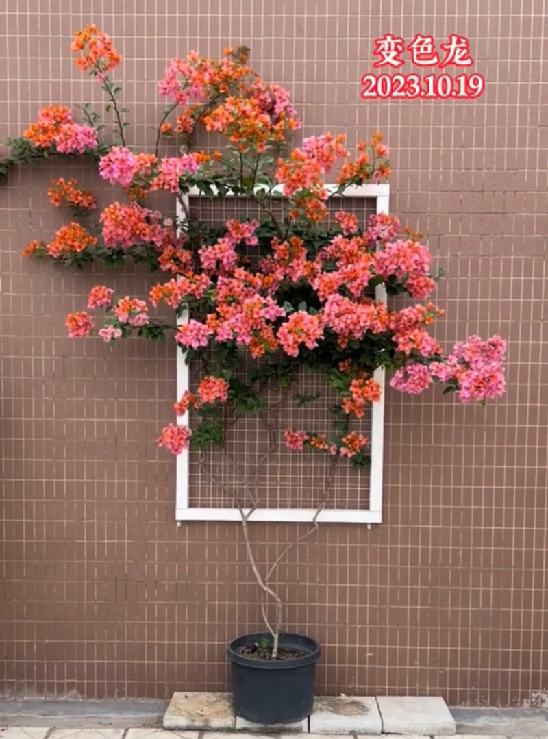 Plants suitable for roof cultivation