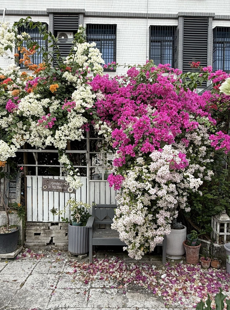 Plants suitable for roof cultivation