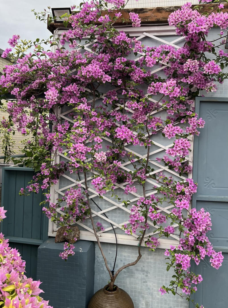 Plants suitable for roof cultivation