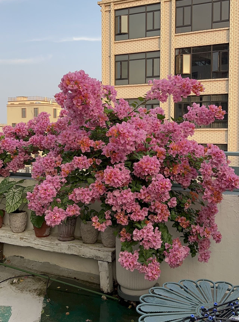 Plants suitable for roof cultivation