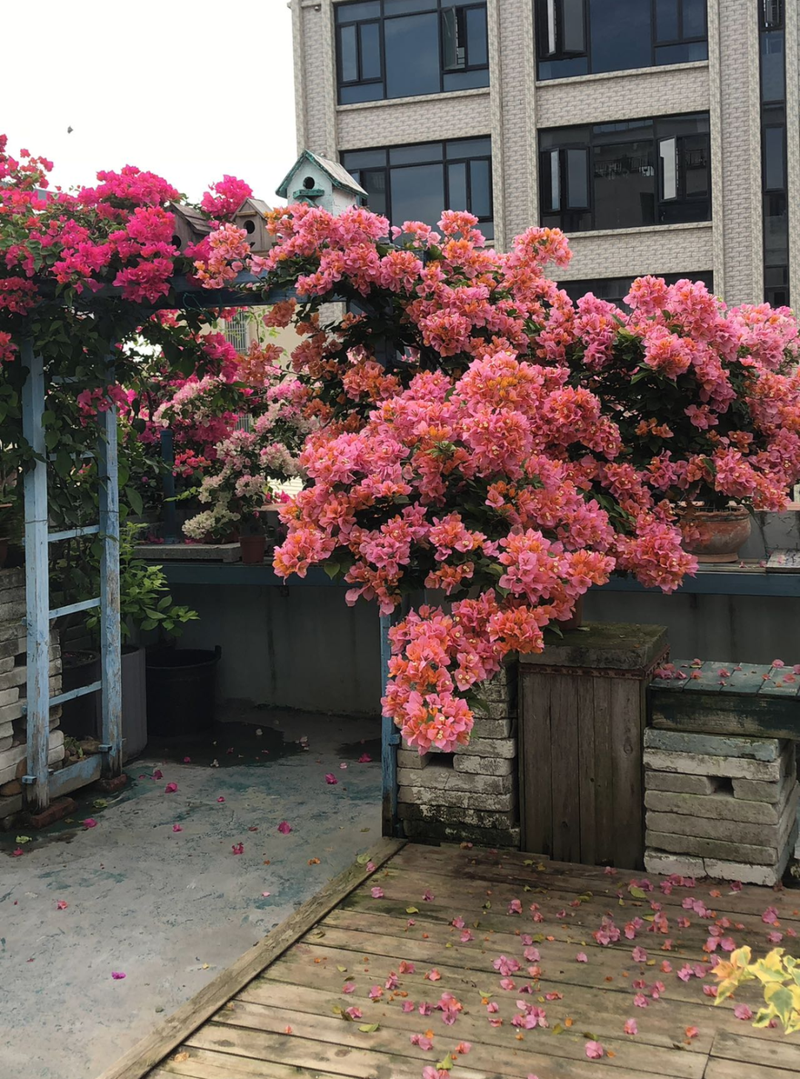 Plants suitable for roof cultivation