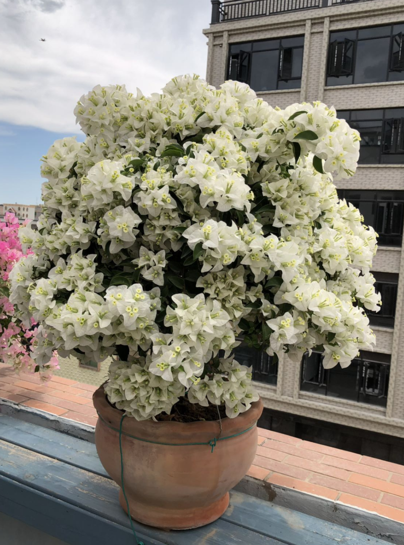 Plants suitable for roof cultivation