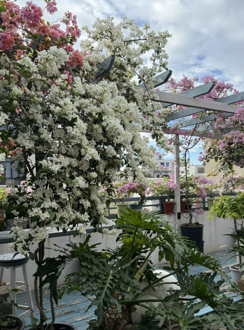 Plants suitable for roof cultivation