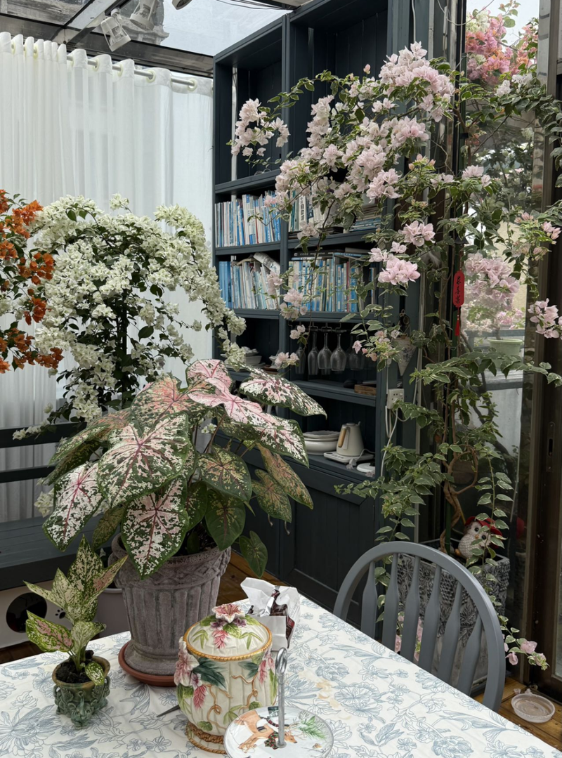 Plants suitable for roof cultivation