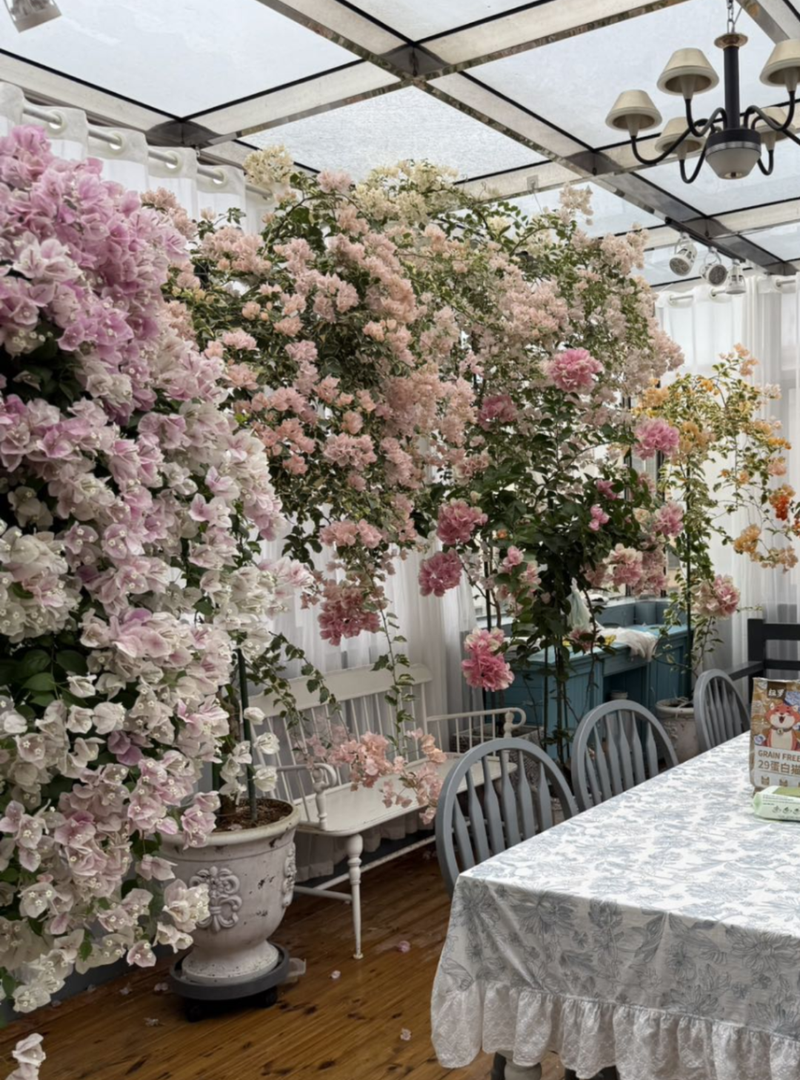 Plants suitable for roof cultivation