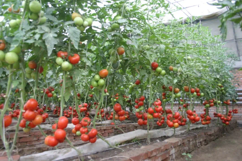 秋延番茄大棚种植技术