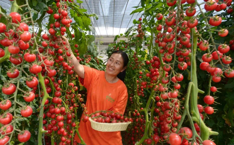 秋延番茄大棚种植技术