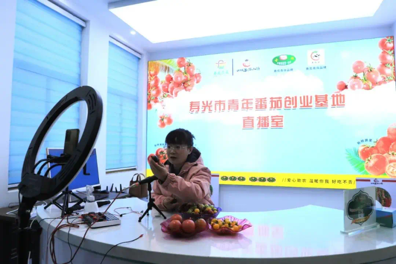 秋延番茄大棚种植技术