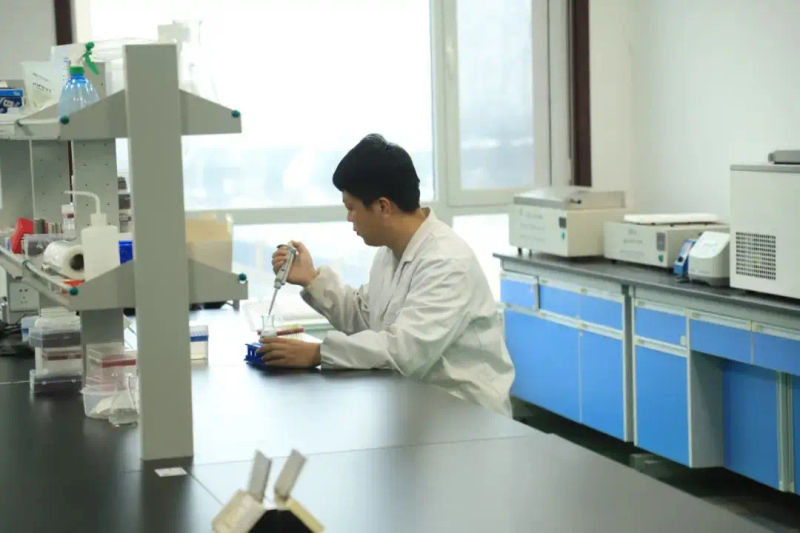 秋延番茄大棚种植技术