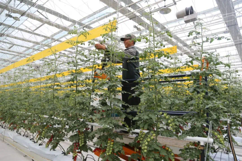 秋延番茄大棚种植技术