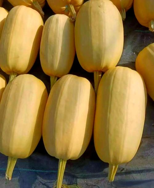 The method of planting meat melon seeds