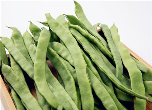 四季豆种植技术与管理