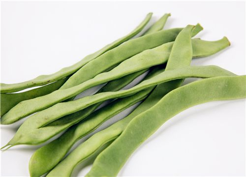 四季豆种植技术与管理