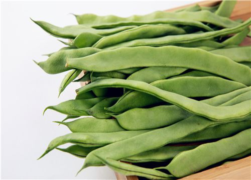 四季豆种植技术与管理