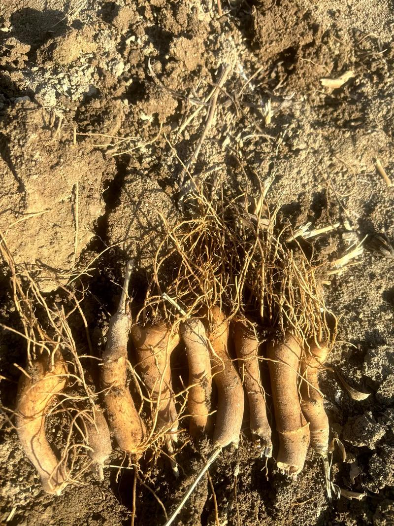 白术高燥地势种植为宜