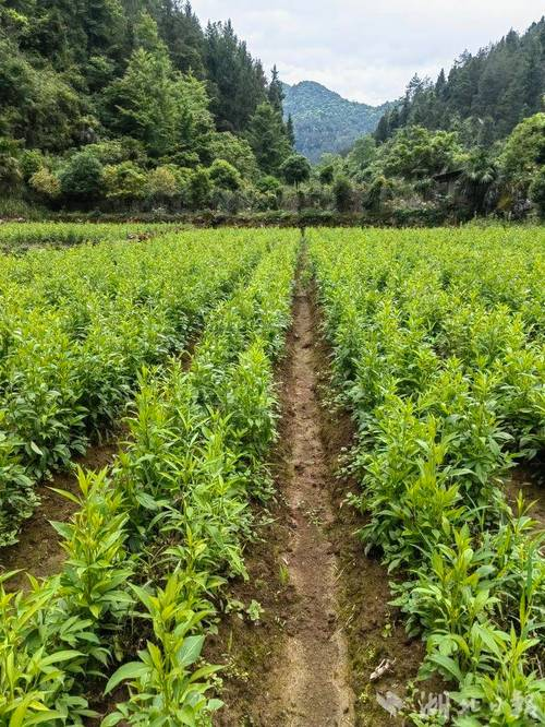 The technique of cultivation of chinese white art