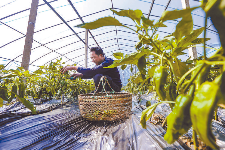 旱黄瓜种植技术