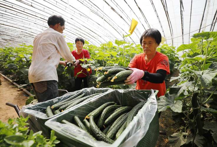 旱黄瓜种植技术