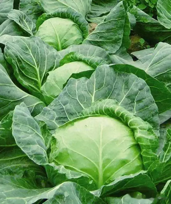 甘蓝的种植方法和时间