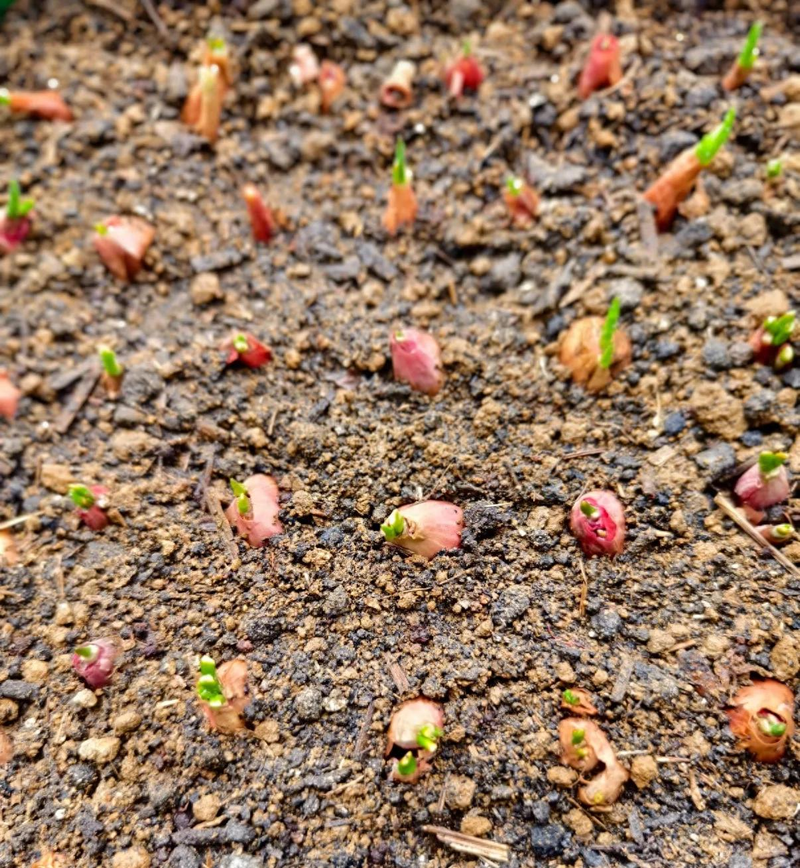 Family garlic farming techniques