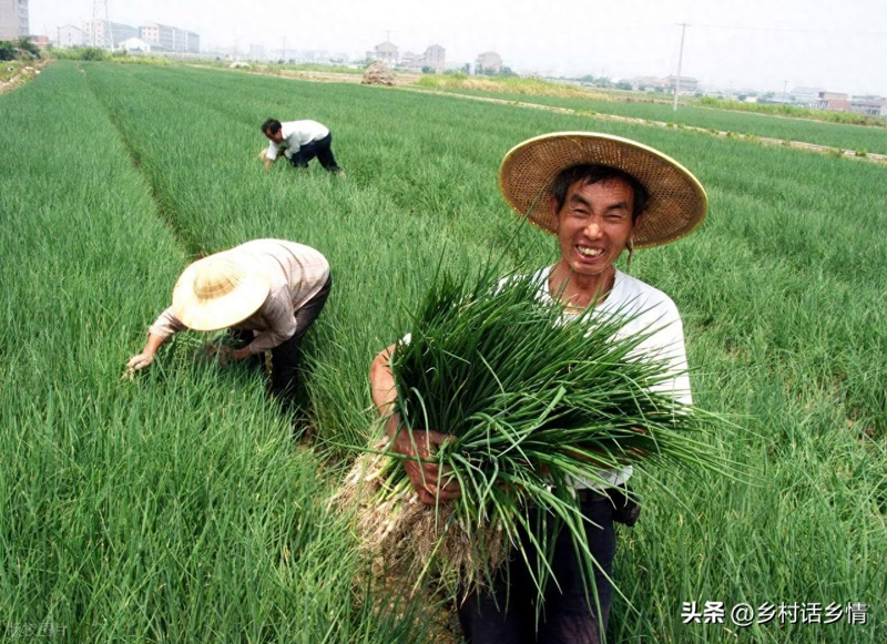 Family garlic farming techniques