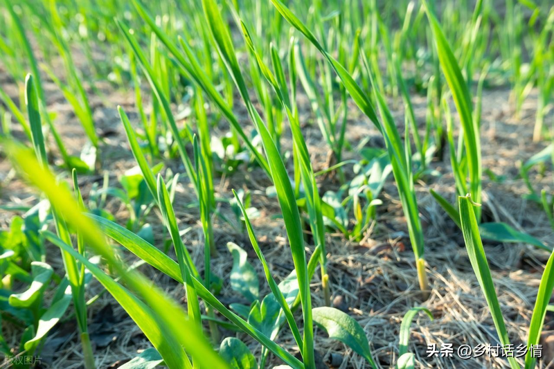 Family garlic farming techniques