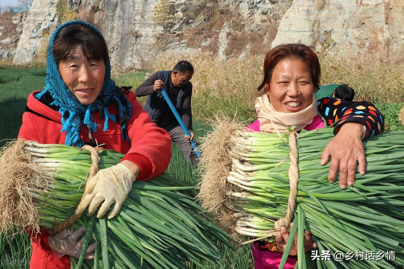 Family garlic farming techniques