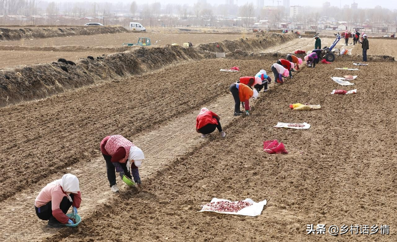 Family garlic farming techniques